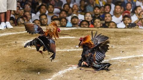 Indian Man Dies After Rooster Slashes Him With A Razor During Illegal Cockfight