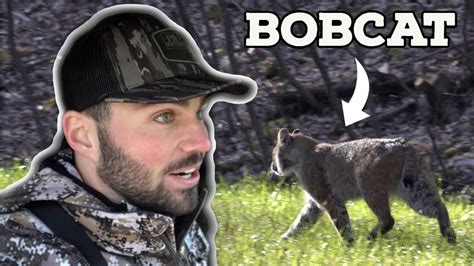 BOBCAT COMING IN HOT Up Close Ground Encounter YouTube