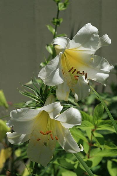 How To Plant Your Easter Lily — Bobs Market And Greenhouses