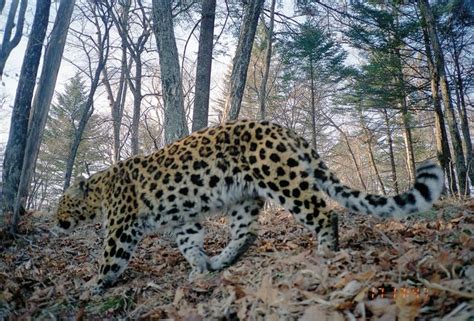 Gallery Rare And Beautiful Amur Leopards Live Science