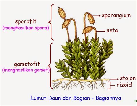 Biologi Gonzaga Test Kingdom Plantae