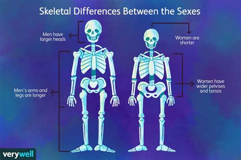 Male Vs Female Skeletons And Bone Health