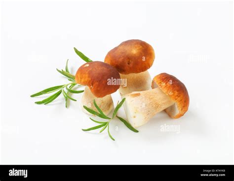 Edible Bolete Mushrooms Porcini Stock Photo Alamy