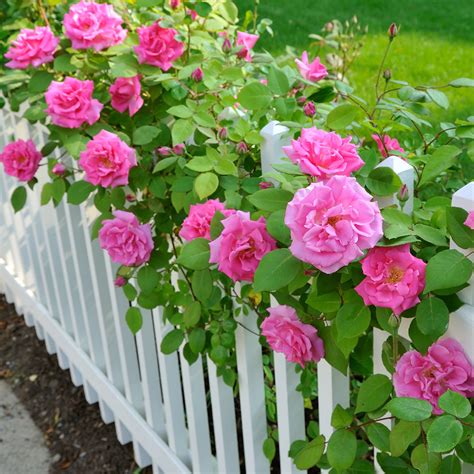 How To Plant Roses The Home Depot