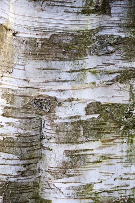Tree Of The Week Part 3 The Silver Birch Tree Heritage