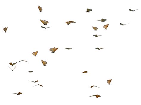 Flying Butterfly Transparent Background Png Png Arts