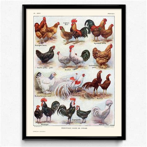 Chickens Hens And Roosters Breeds Vintage Print Set Of 2 Instant