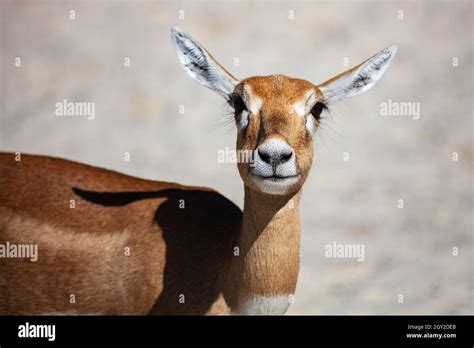 Blackbuck And Indian Antelope Mammal And Mammals Land World And Fauna