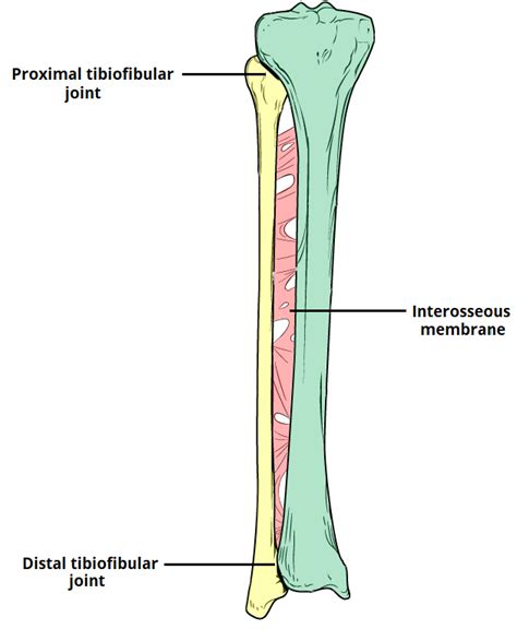 Tibiofibular Joints Proximal Distal Interosseous Membrane