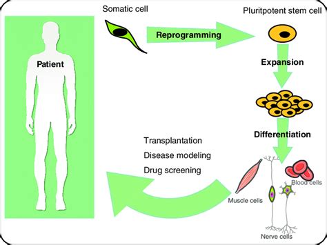 Schematics Of Human Induced Pluripotent Stem Cells And Its