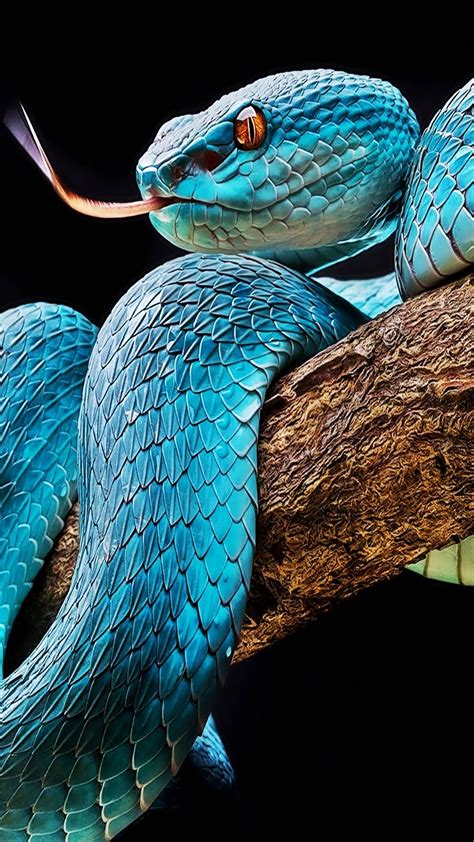 Close Up Of A Stunning Blue Pit Viper Roddlysatisfying