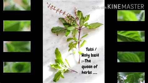 The Queen Of Herbs ~tulsi Youtube