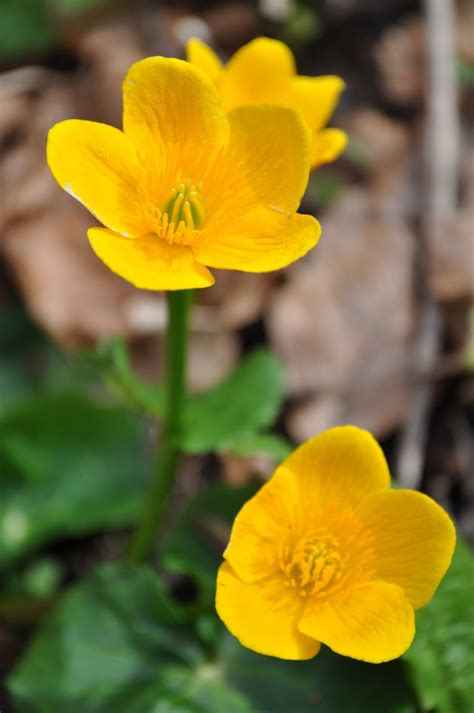 Annual Flowers