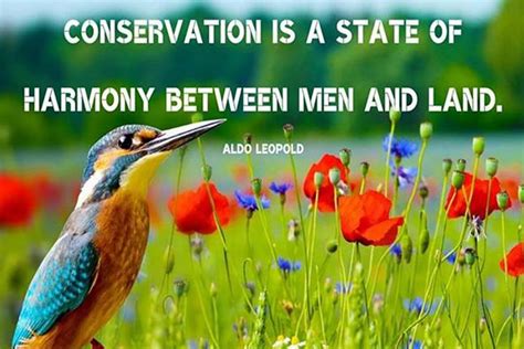 World Nature Conservation Day 2020 Quotes And Sayings That Encourage