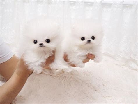Insist on picking the animal up from its current home. Two adorable Pomeranian Puppies for Sale in Spain, South ...