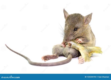 Mouse Animal Rat Isolated On White Backgroundthe Collection Of Rat