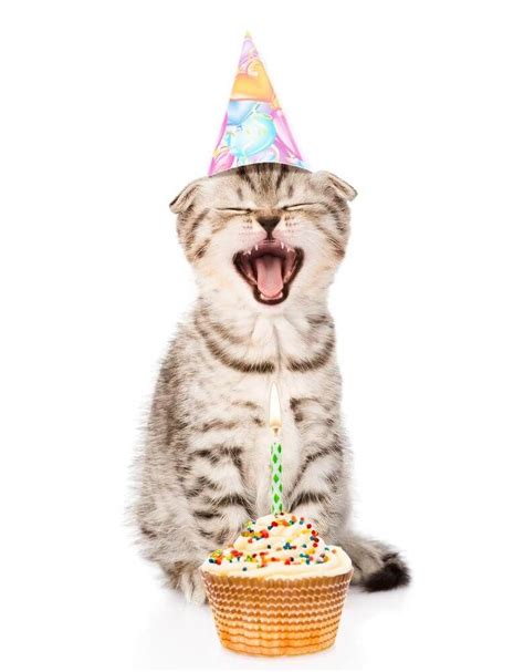 Happy Birthday Cat Images 2020 Hammpy Birthday Time Happy Birthday