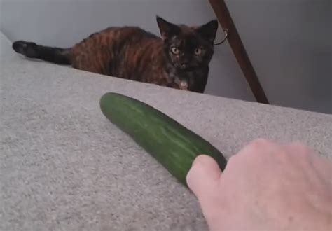 Why Cat Scared Of Cucumber Cool Cats