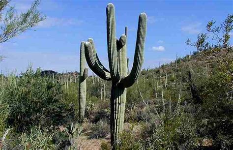 Their flowers come out at night because they are pollinated by most cacti live in north and south america. 25 Desert Plants (With Pictures and Names)