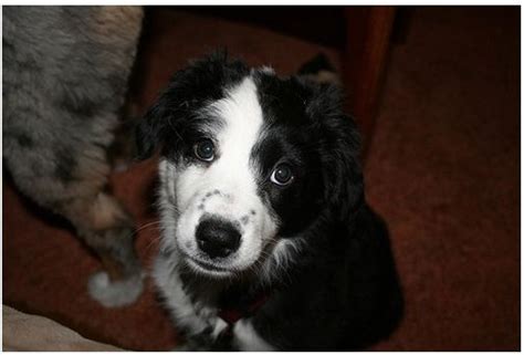 Black And White Australian Shepherd Pup Looking Up To The Camera