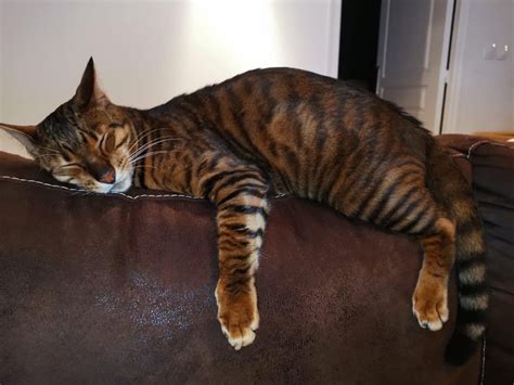 Toyger Cat History Character Health Breeding More