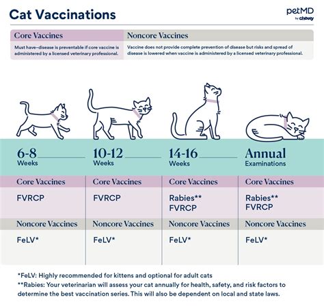 Cat Vaccinations Schedule Side Effects And Costs Petmd