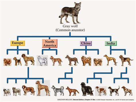 Canis Lupus Familiaris Origen