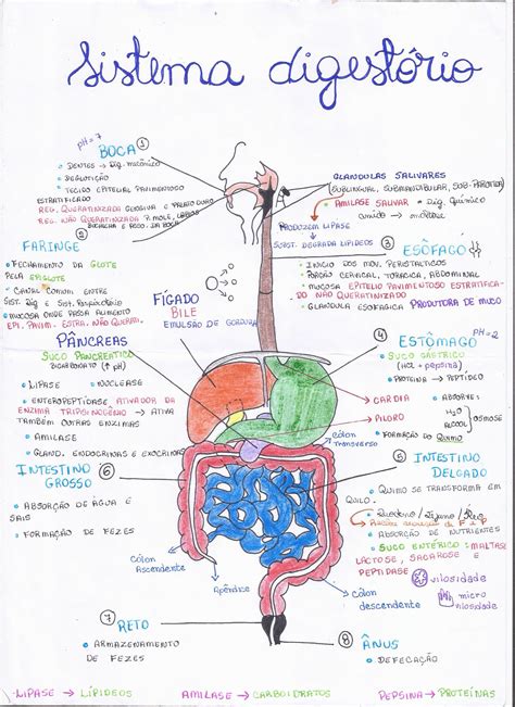 Mapa Mental De Sistema Digestório Morfologia Iii