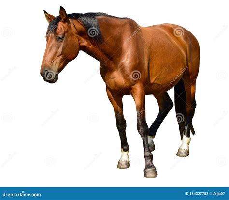 Brown Horse Standing Isolated On The White Background A Closeup