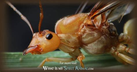 Ant Symbolism And Meaning Spirit Totem And Power Animal