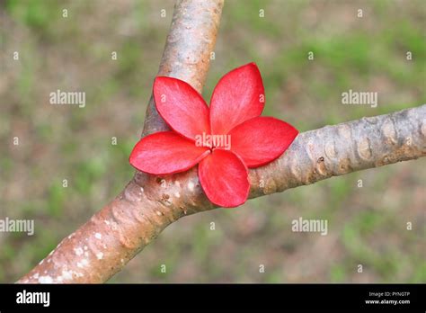 Plumeria Flower Red Or Desert Rose Beautiful On The Tree Common Name Apocynaceae Frangipani