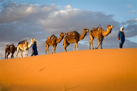 The Camel Caravans Of The Ancient Sahara Camel Sahara Ancient
