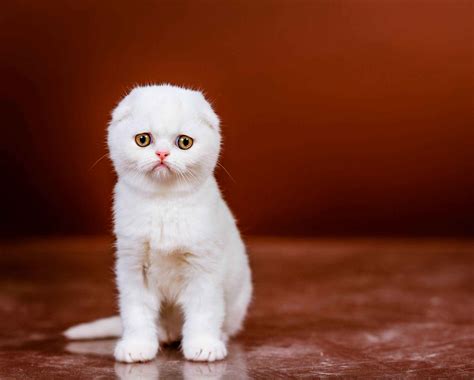 Gato Scottish Fold Blanco El Gatos