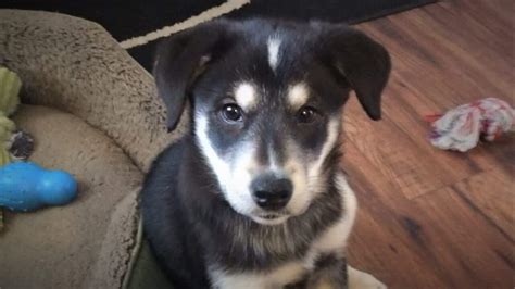 Border Collie Husky Mix Puppies For Sale Near Me Online