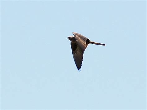Black Falcon Falco Subniger Willandra National Park Nsw Flickr