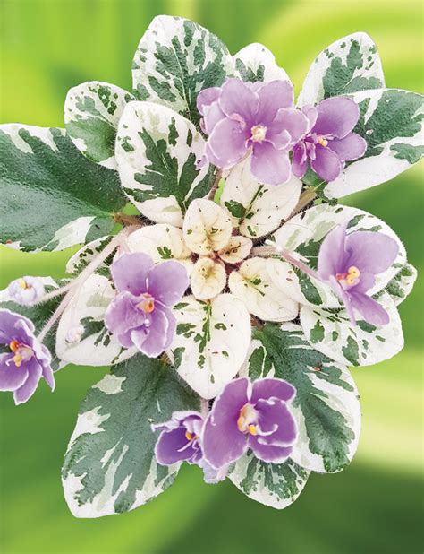Miniature African Violets Ng