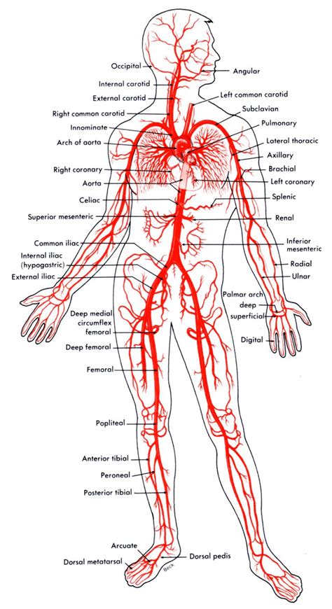 Printable blank worksheet veins and arteries. Arteries And Veins Of The Body | Anatomy | Pinterest ...