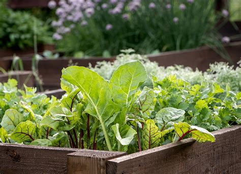 12 Fast Growing Vegetables For Your Home Garden Bob Vila
