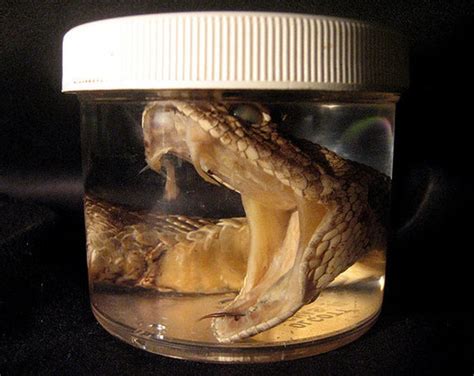 Reserved Preserved Rattle Snake Head Specimen Open Mouth Etsy