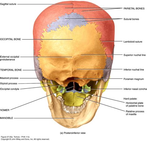 Bones In The Skull Diagram