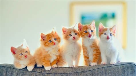 Free Download Cute Kittens Hd Wallpapers 2560x1440 For Your Desktop