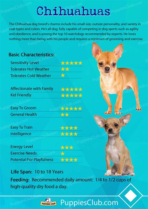 Chihuahua Characteristics Pets Lovers