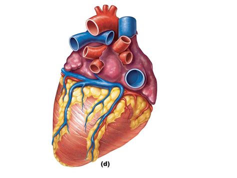 The Heart Diagrams Labeled And Unlabeled