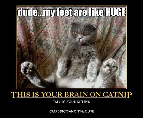 28 Best Catnip Images On Pinterest Funny Animals Funny