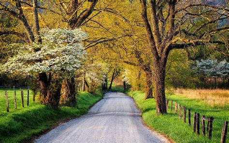Country Road In Springtime Hd Wallpaper Background Image