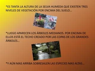 La Selva H Meda Y Seca Ppt Descarga Gratuita