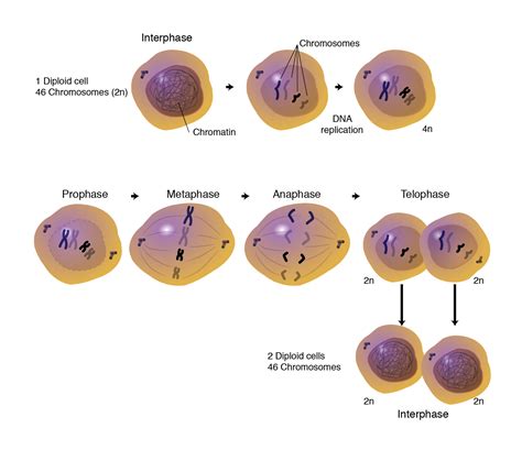 The powerhouse of the cell, mitochondria (singular: Mitosis