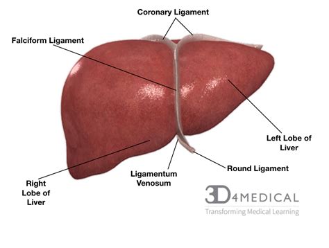 Diagram Of Liver The Given Diagram Shows A Duct Syste