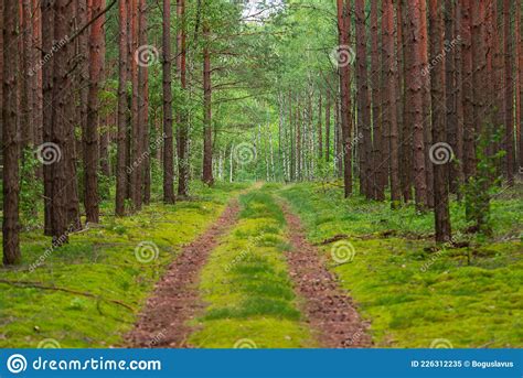 Forest Pine Pine Dense Coniferous Needle Green Tree Tall Trunk