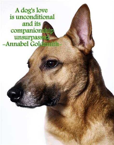 Aunt marie is someone who is very. 20 Unconditional Dog Love Quotes - VitalCute